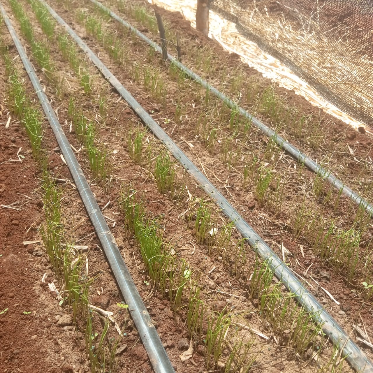 Onion Field Production